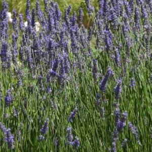 Lavandula angustifolia – roślina (lawenda wąskolistna, Bułgaria)