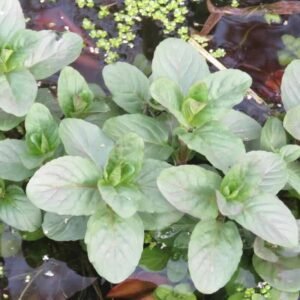 Mentha citrata – roślina (mięta bergamotowa)