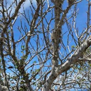 Bursera graveolens – drzewo (palo santo)