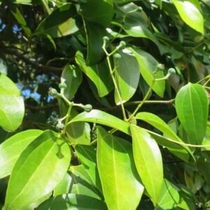 Cinnamomum zeylanicum – liście (cynamonowiec cejloński)