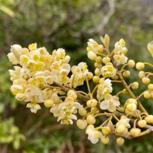 Litsea cubeba – roślina (may chang)