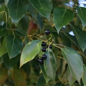 Ravintsara – roślina (Cinnamomum camphora)