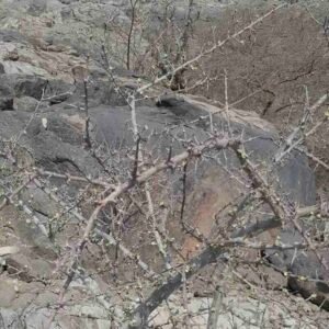 Commiphora myrrha – roślina (mirra)