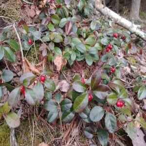 Gaultheria procumbens – roślina (golteria rozesłana)