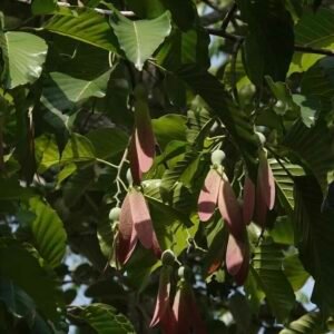 Dipterocarpus turbinatus – drzewo (gurjun)