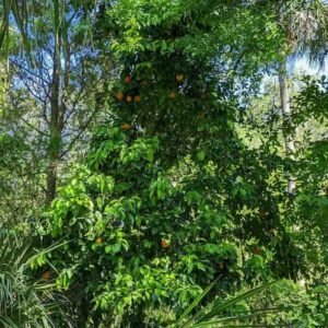 Petitgrain – roślina (Citrus aurantium)