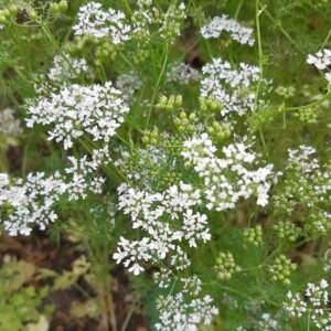 Coriandrum-sativum_roslina
