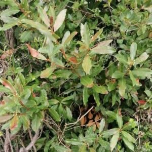 Laurus nobilis – roślina