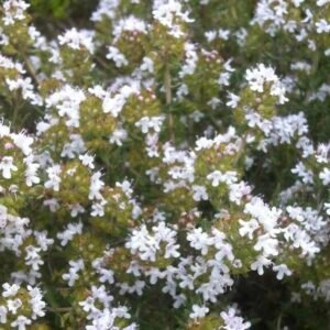 Thymus vulgaris – roślina (tymianek pospolity)