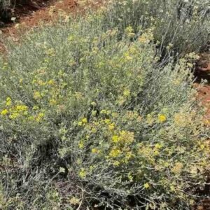 Helichrysum italicum – roślina (kocanka włoska)
