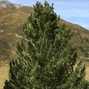 Pinus cembra – drzewo