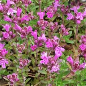 Thymus serpyllum – tymianek dziki