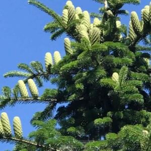 Abies alba – drzewo