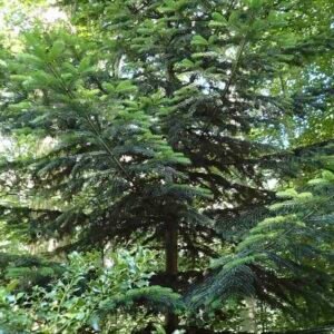 Abies alba – igły