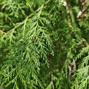 Cupressus funebris – roślina