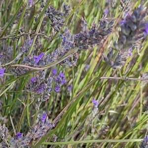 Lavandula latifolia – krzew