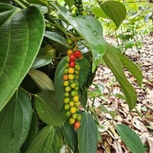 Piper nigrum – roślina