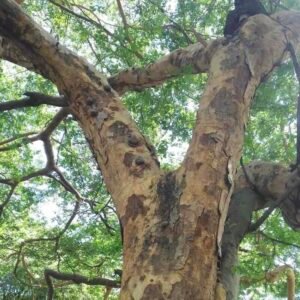 Drzewo copaiba Copaifera officinalis