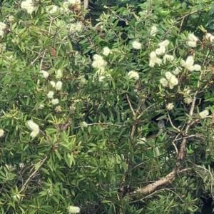 Melaleuca quinquenervia – drzewo Melaleuca quinquenervia – drzewo