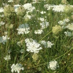 Roślina marchwi dzikiej Daucus carota