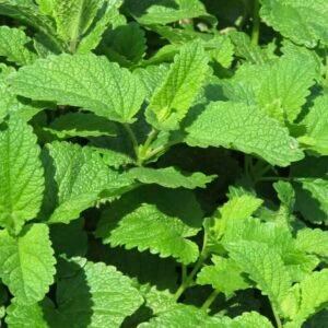 Zielona roślina melisy lekarskiej Melissa officinalis