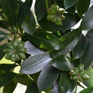Zielone owoce anyżu gwiazdkowatego Illicium verum