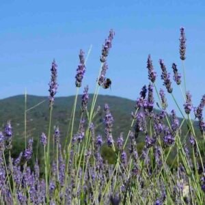 Roślina Lavandula × hybrida ‘Super’