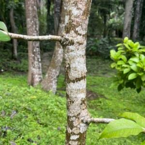 Myroxylon-balsamum-drzewo