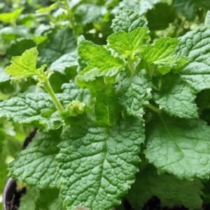 Liście paczuli Pogostemon cablin
