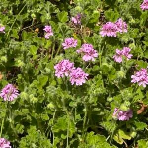 Kwiaty geranium Pelargonium graveolens