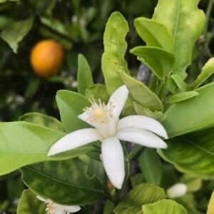 Kwiat gorzkiej pomarańczy Citrus aurantium