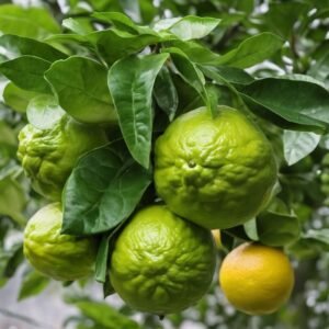 Drzewo bergamotki Citrus bergamia