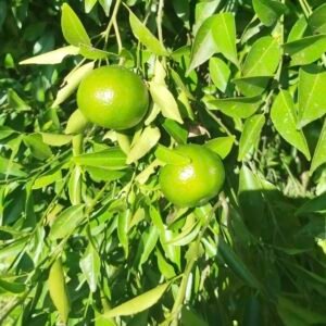 Drzewo zielonej mandarynki Citrus reticulata