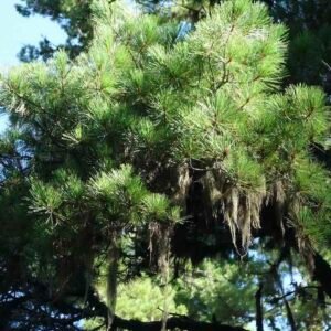 Drzewo sosny rumelijskiej Pinus peuce