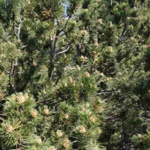 Sosna górska kosodrzewina Pinus mugo