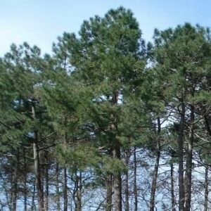 Drzewo sosny nadmorskiej Pinus pinaster