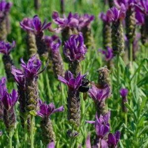 Kwiaty lawendy hiszpańskiej Lavandula stoechas