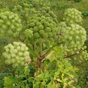 Roślina arcydzięgiel lekarski Angelica archangelica