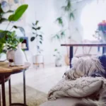 Bezpieczne olejki eteryczne dla psów – przewodnik dla właścicieli