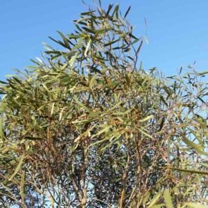 Drzewo eukaliptusa Eucalyptus polybractea
