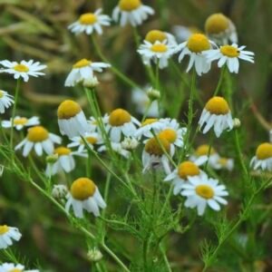 Kwiaty rumianku pospolitego Matricaria recutita