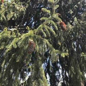 Drzewo świerka pospolitego Picea abies