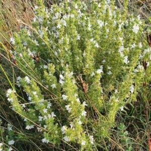 Krzew cząbru górskiego Satureja montana