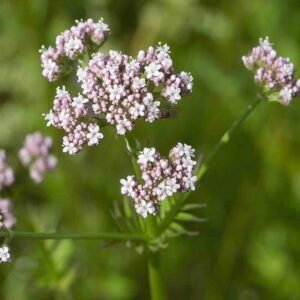 Kwiaty kozłka lekarskiego Valeriana officinalis