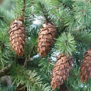 Drzewo daglezji zielonej Pseudotsuga menziesii