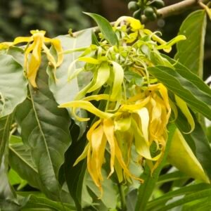 Kwiaty ylang-ylang Cananga odorata