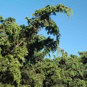 Drzewo jałowca meksykańskiego Juniperus mexicana