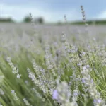 Olejek lawendowy – rodzaje, właściwości i zastosowanie