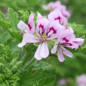 Kwiat pelargonii wonnej Pelargonium asperum