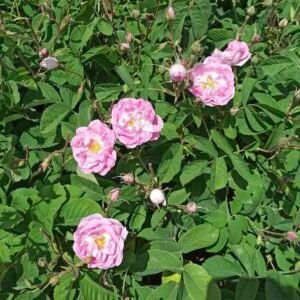 rosa-damascena_kwiat